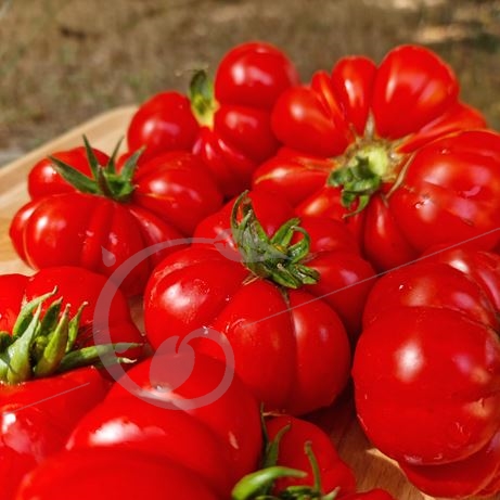 graine et semence Tomate côtelée italienne de Gennes