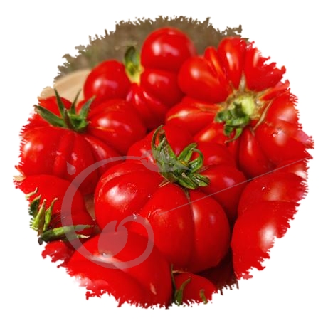 graine et semence Tomate côtelée italienne de Gennes