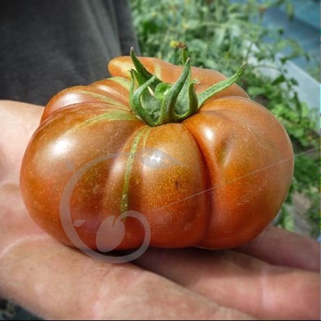 graine et semence Tomate cherokee chocolate
