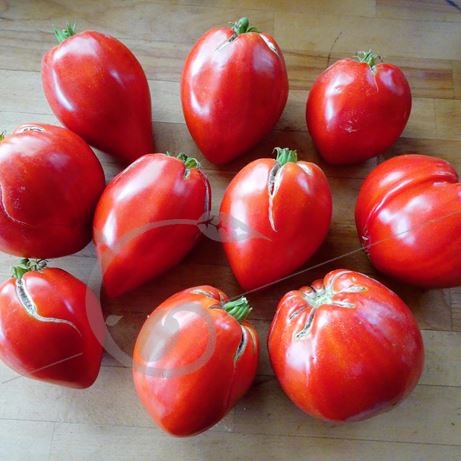 graine et semence Tomate coeur de boeuf rouge de Jérusalem