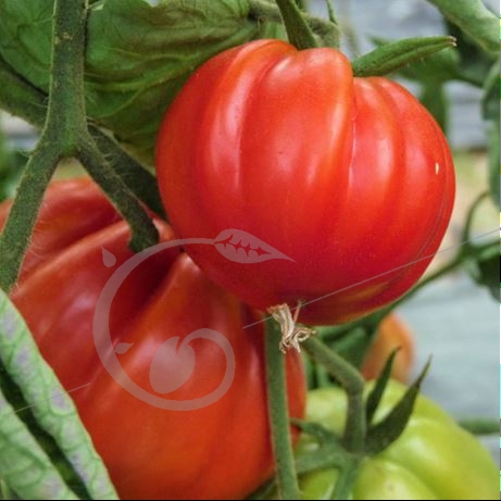 graine et semence Tomate coeur de boeuf de Nice