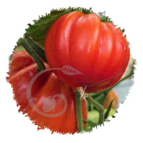 graine et semence Tomate coeur de boeuf de Nice