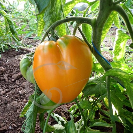 graine et semence Tomate cœur de boeuf Orange