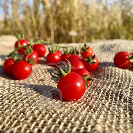 graine et semence Tomate cerise rouge précoce Barbaniaka