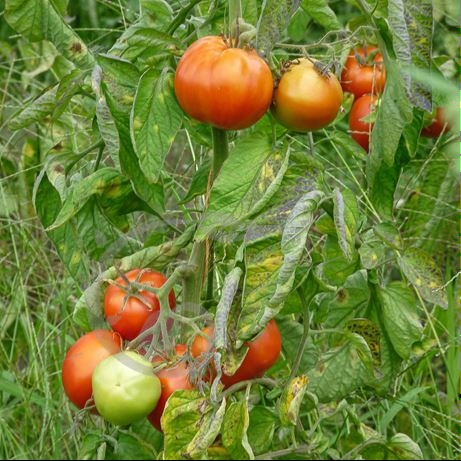 graine et semence Tomate casaque rouge