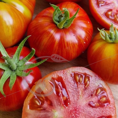 graine et semence Tomate naine flammée Cherokee Tiger