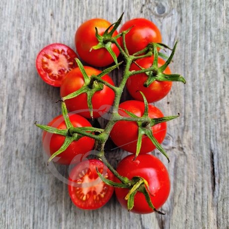 graine et semence Tomate de Berao rouge