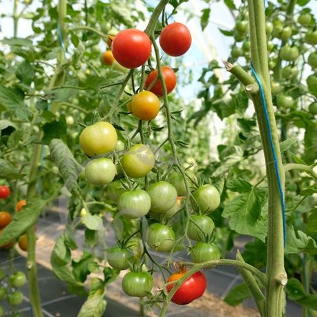 graine et semence Tomate cerise ronde rouge Délice du jardinier