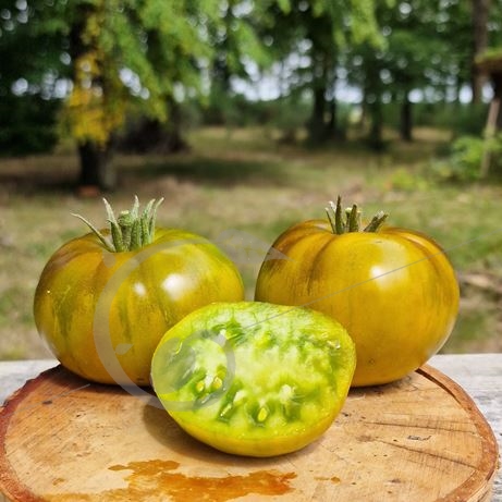 graine et semence Tomate Pomme émeraude