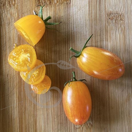 graine et semence Tomate flammée Blush