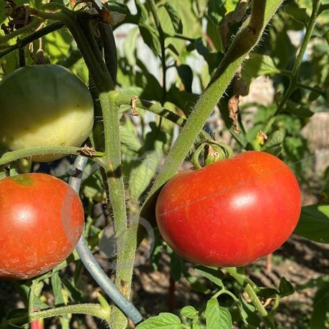 graine et semence Tomate Grégory Altaï
