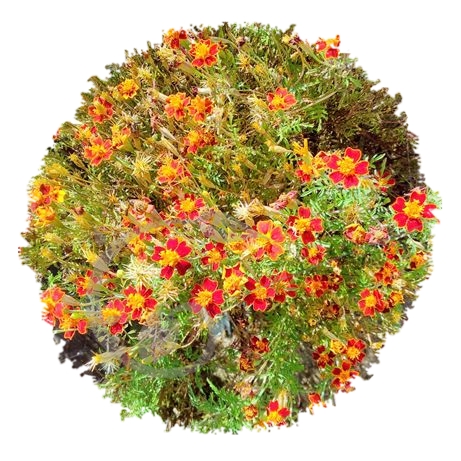 graine et semence Tagète Red gem