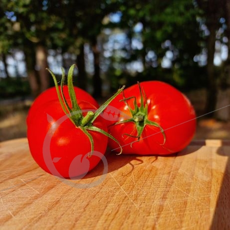 graine et semence Tomate Gigondas