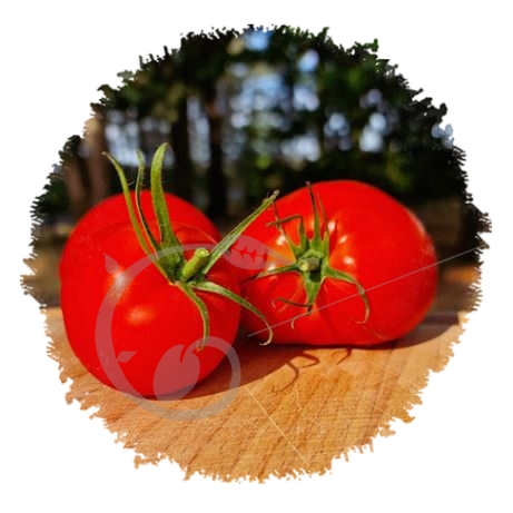 graine et semence Tomate Gigondas