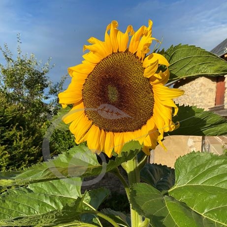 graine et semence Tournesol Géant Mammouth