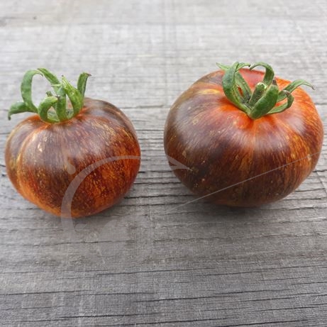 graine et semence Tomate indigo Galaxie noire