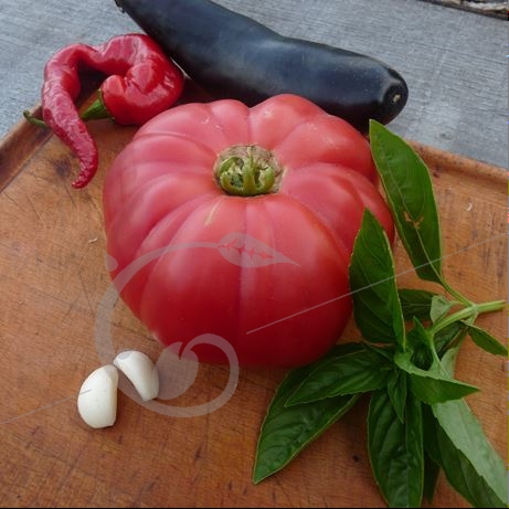 graine et semence Tomate géante d'Orenbourg