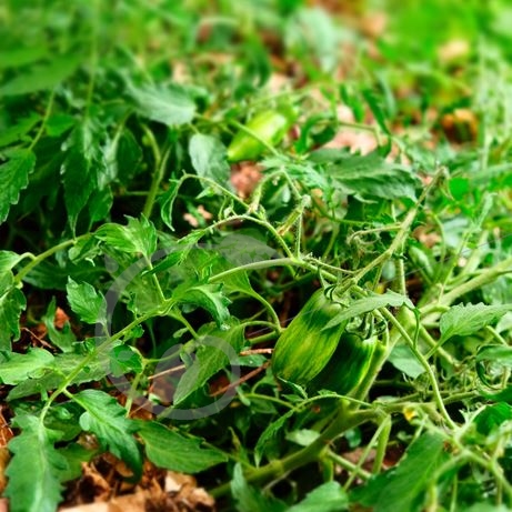 graine et semence Tomate green sausage