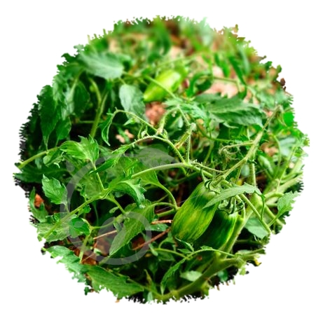 graine et semence Tomate green sausage
