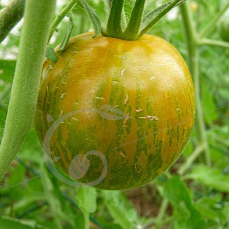 graine et semence Tomate Green Zebra