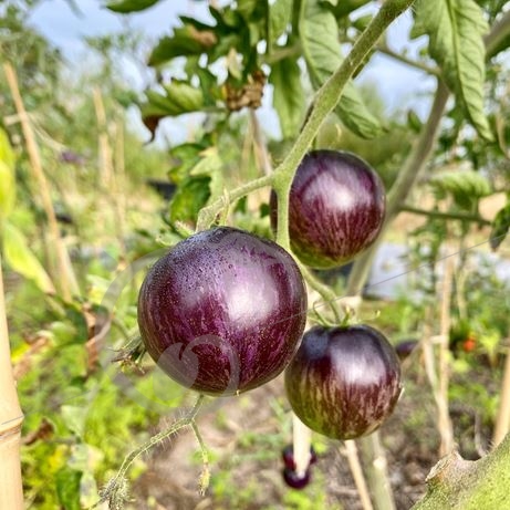 graine et semence Tomate indigo black shadow