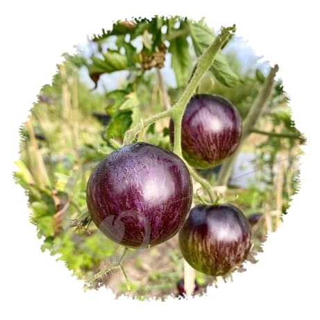 graine et semence Tomate indigo black shadow