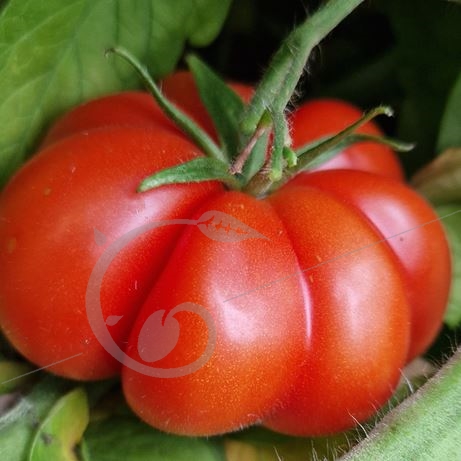 graine et semence Tomate côtelée italienne Fiorentino