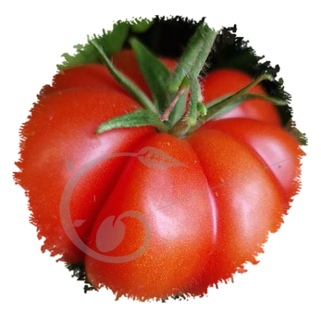 graine et semence Tomate côtelée italienne Fiorentino