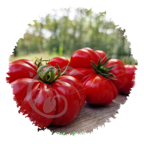 graine et semence Tomates italiennes costoluto en mélange