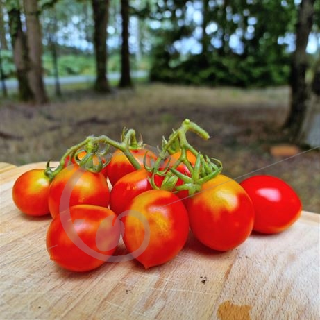 graine et semence Tomate à sécher Prince Borghese
