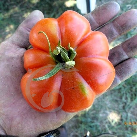 graine et semence Tomate côtélée italienne de Sicile