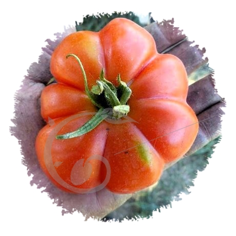 graine et semence Tomate côtélée italienne de Sicile