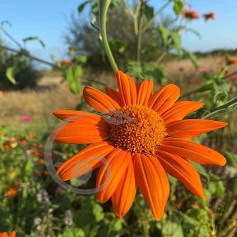 graine et semence Tithonia orange Soleil mexicain