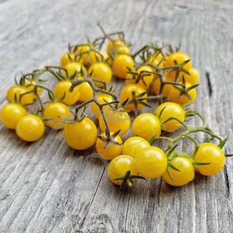 graine et semence Tomate cerise Jaune ronde Champagne