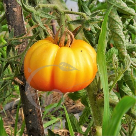 graine et semence Tomate jaune côtelée de Monthlouis