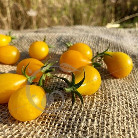graine et semence Tomate cerise jaune poire