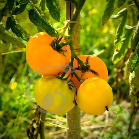 graine et semence Tomate jaune St Vincent