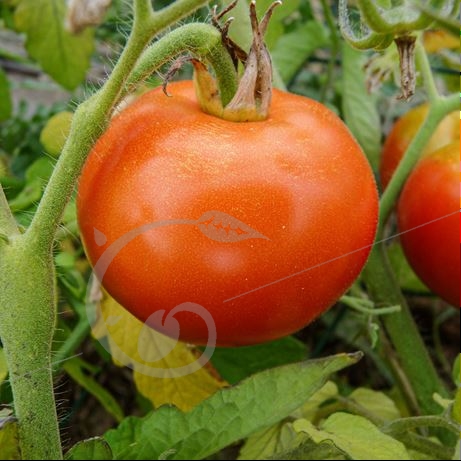 graine et semence Tomate languedocienne