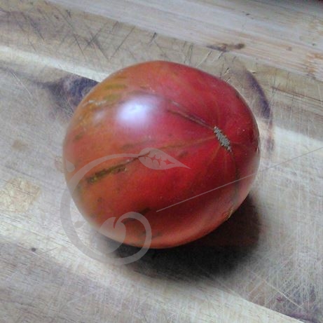 graine et semence Tomate zébrée large barred boar