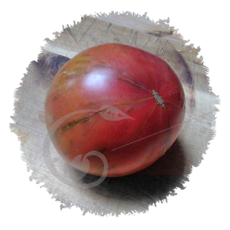 graine et semence Tomate zébrée large barred boar