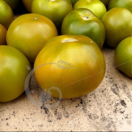 graine et semence Tomate lime green