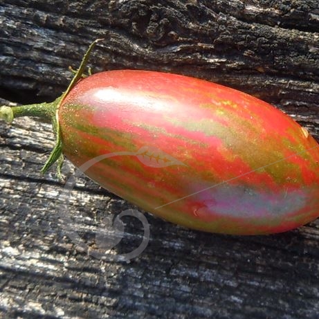 graine et semence Tomate Lucky tiger rouge