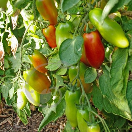 graine et semence Tomate San Marzano