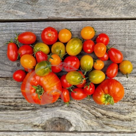 graine et semence Tomate balcons gourmands en mélange 