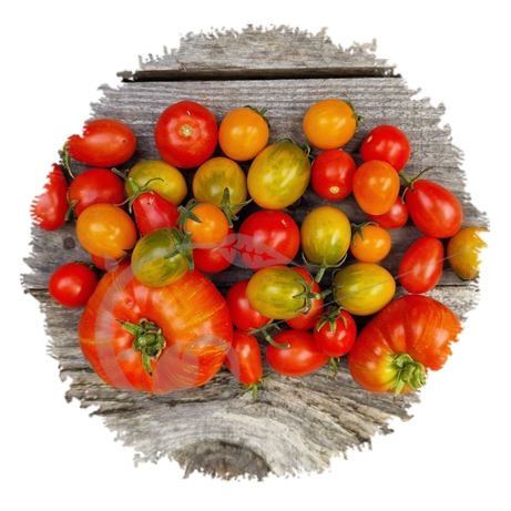 graine et semence Tomate balcons gourmands en mélange 