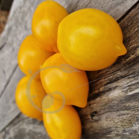 graine et semence Tomate multiflora citrus orchad