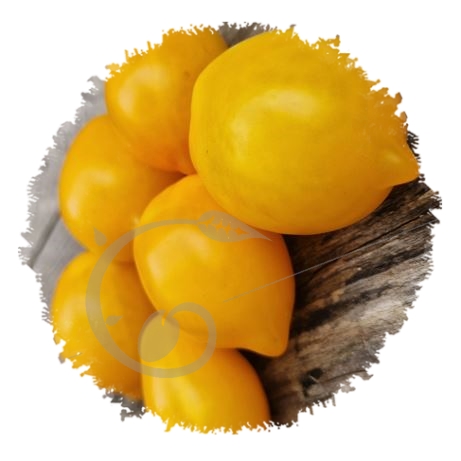 graine et semence Tomate multiflora citrus orchad