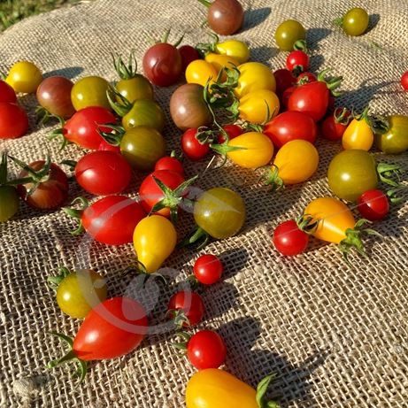 graine et semence Tomates cerises en mélange