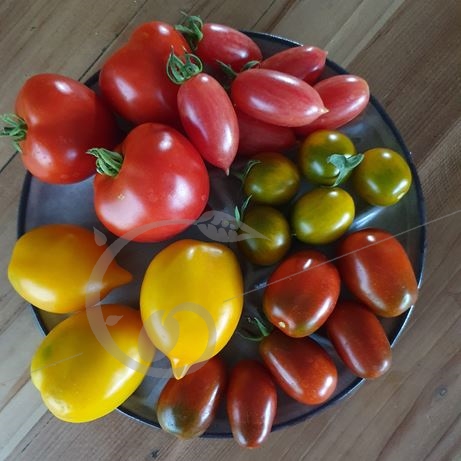graine et semence Tomate mille fleurs en mélange