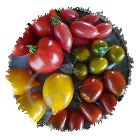 graine et semence Tomate mille fleurs en mélange